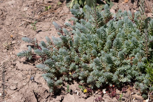 Rock sedum (lat.Sedum rupestre) is a species of succulent plants of the genus Sedum of the Crassulaceae family photo