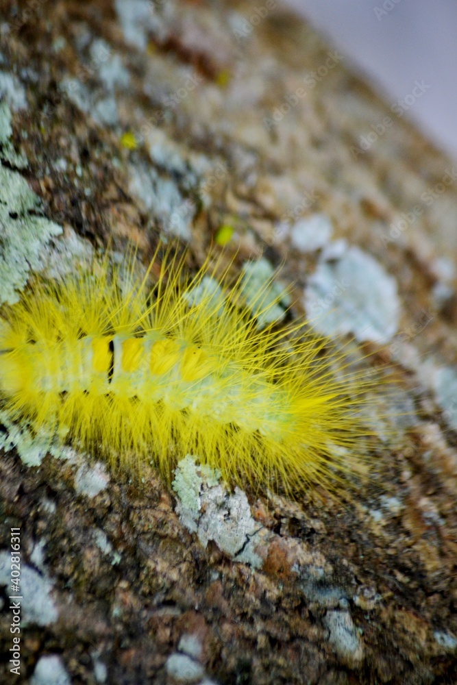 a yellow caterpillar crawled on the tree trunk a yellow caterpillar crawled on the tree trunk