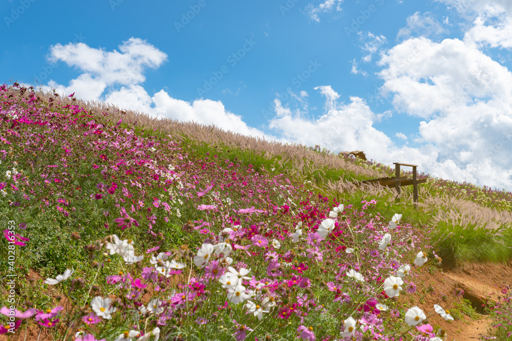landscape of beautiful and colorful flowers field under blue sky in summer (selectice focus) landscape of beautiful and colorful flowers field under blue sky in summer (selectice focus)