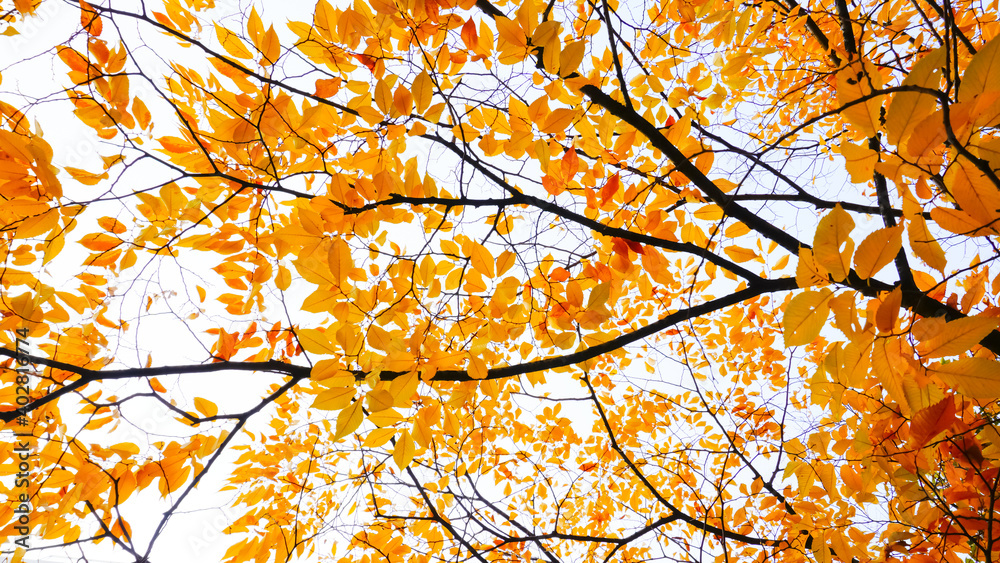 Looking up at autumn maple trees under bright sunlight.