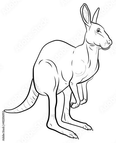 Black and white image of a kangaroo  coloring book for little children.