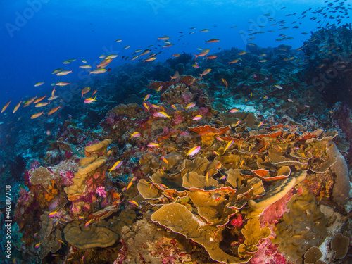 Leaf plate montipora corals with schooling reef fish (Burma Banks, Mergui archipelago, Myanmar)
