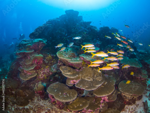 Hump corals with yellowfin goatfish  Burma Banks  Mergui archipelago  Myanmar 