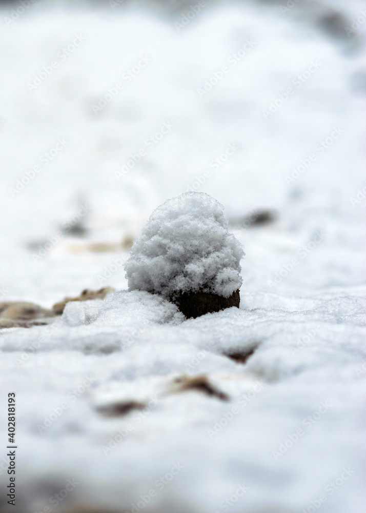 abstract texture, snow covered plants, winter feelings, winter texture suitable for wallpaper