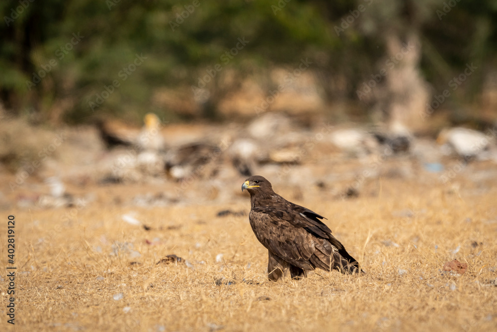 Fototapeta premium Steppe eagle or Aquila nipalensis portrait or closeup on ground in an open field during winter migration at jorbeer conservation reserve or dumping yard bikaner rajasthan India