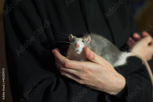 Domestic rat. White-gray rat. Rat in human hands. The man in the black hoodie. Pets.