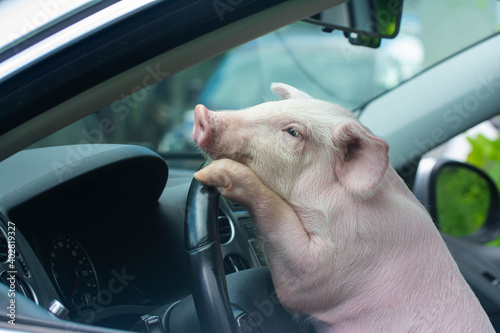 Beautiful pig driving a car