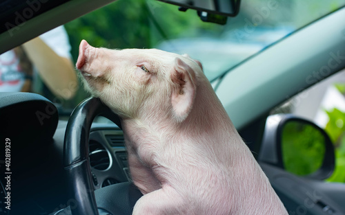 Beautiful pig driving a car