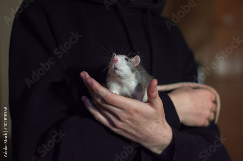 Domestic rat. White-gray rat. Rat in human hands. The man in the black hoodie. Pets.