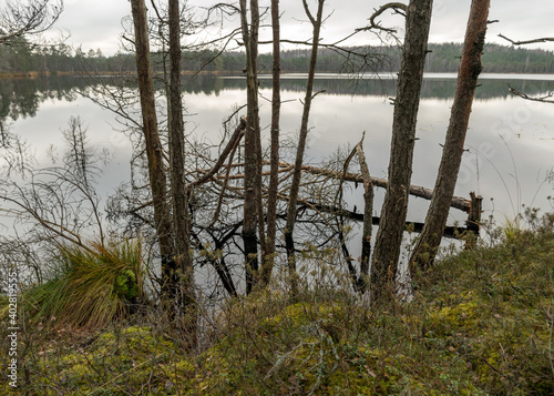 various old and rotten trees and tree branches on the shore of a swampy lake, flooded forest area, bog