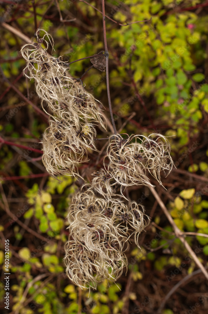 silky seeds at a twig of clematis vitalba silky seeds at a twig of clematis vitalba