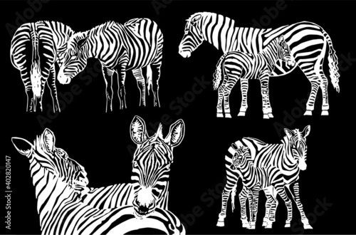 Vector set of zebras on black background  savanna animal   illustration