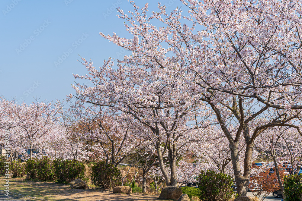 Obraz premium 春の柔らかな日差しを受ける満開の桜