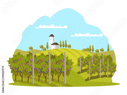 Grape vineyards in winery landscape background. Wine production at farm vector illustration. Growing grapes for producing harvest with trees. Rural scene with church and meadow