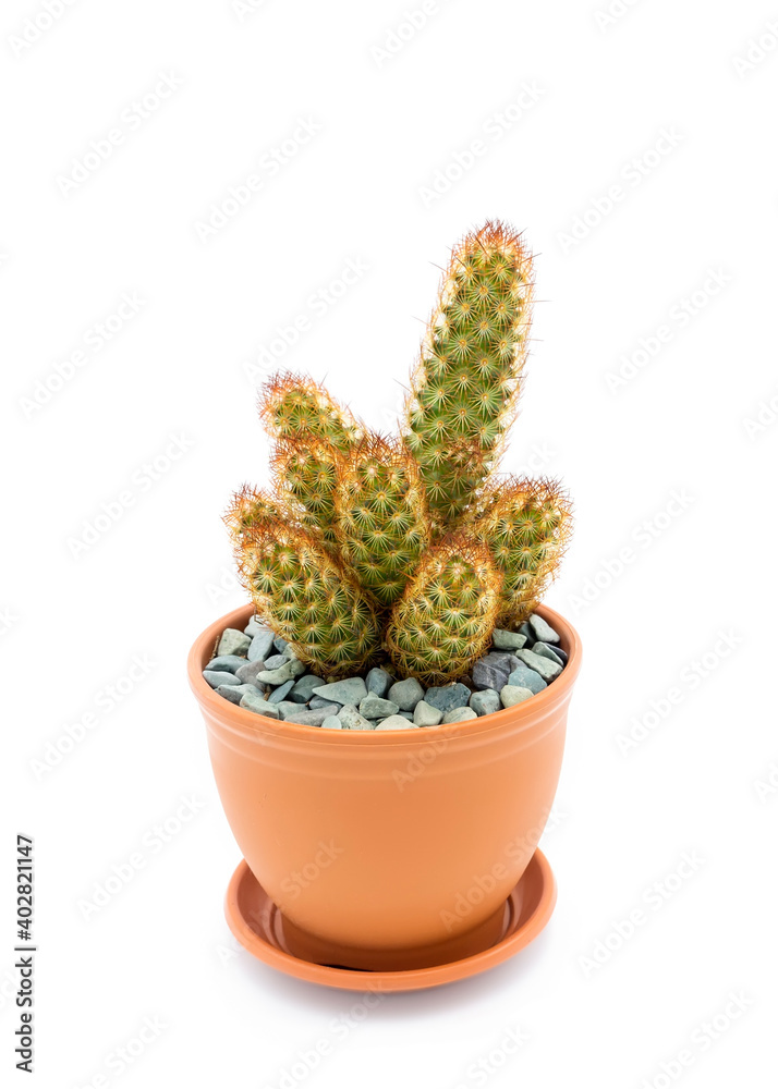 Ladyfinger cactus in plastic pot isolated on white background Ladyfinger cactus in plastic pot isolated on white background