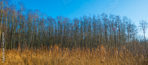 Trees in a wetland forest under a blue sky in sunlight at fall, Almere, Flevoland, The Netherlands, January 1, 2021