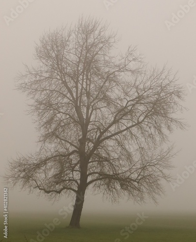 Tree on Linschoten estate appearing through mist