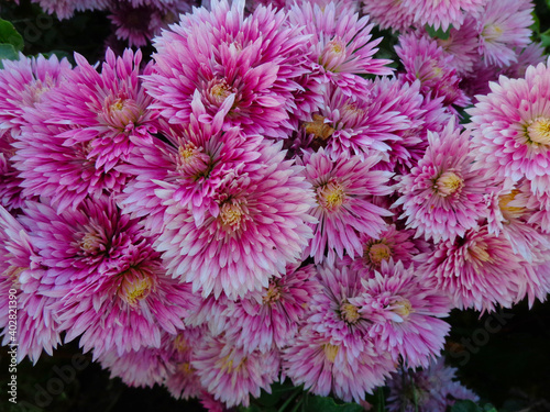 Beautiful Chrysanthemum Flowers, Closeup Chrysanthemum for background