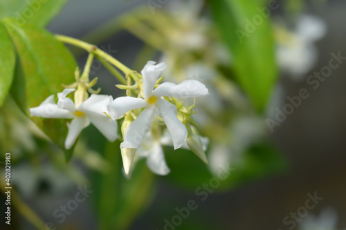 Star jasmine