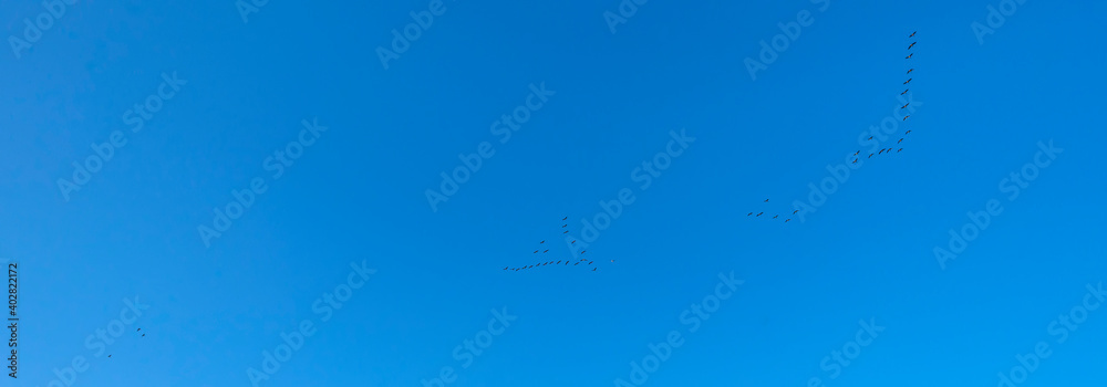 Flock of geese flying in a blue sky in bright sunlight in autumn, Almere, Flevoland, The Netherlands, January 1, 2021 Flock of geese flying in a blue sky in bright sunlight in autumn, Almere, Flevoland, The Netherlands, January 1, 2021