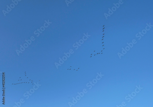 Flock of geese flying in a blue sky in bright sunlight in autumn, Almere, Flevoland, The Netherlands, January 1, 2021