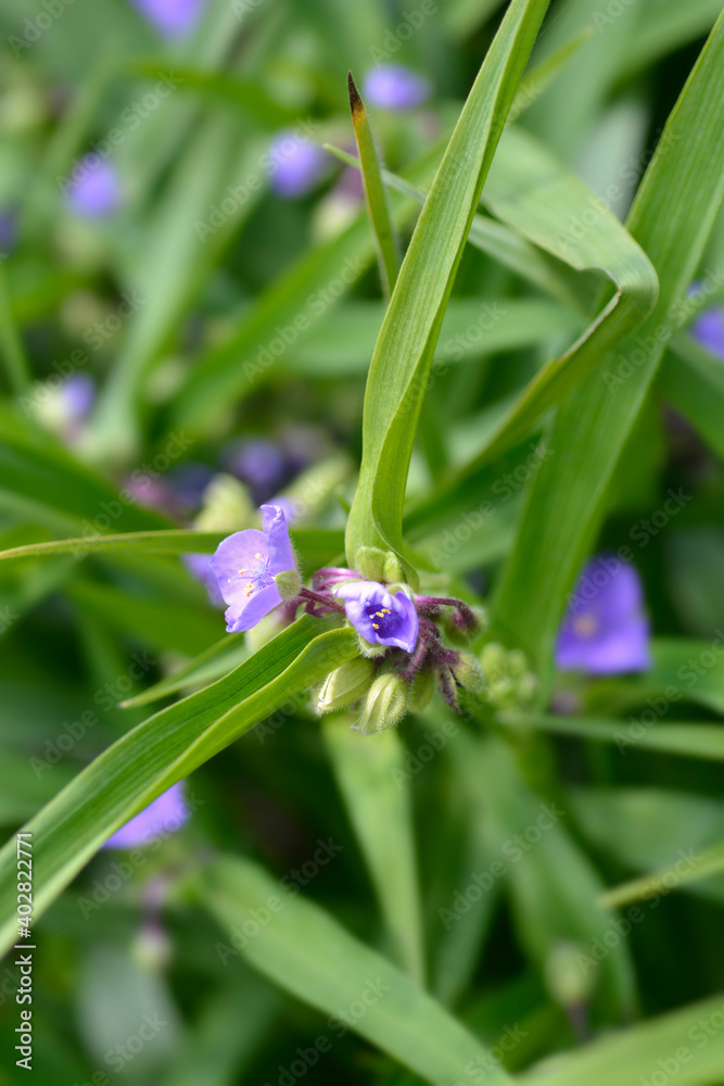 Fototapeta premium Spiderwort flower