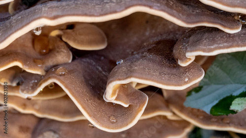 Polypore, mushrooms with water drops - macro