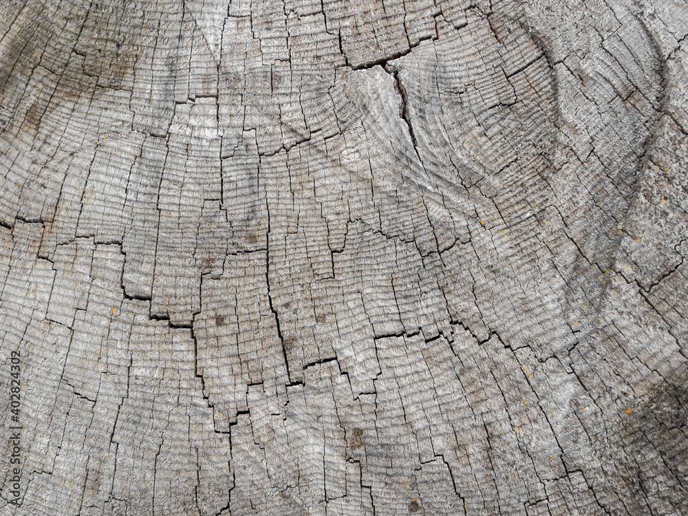Fototapeta premium Texture of an old gray cross-cut of a tree.