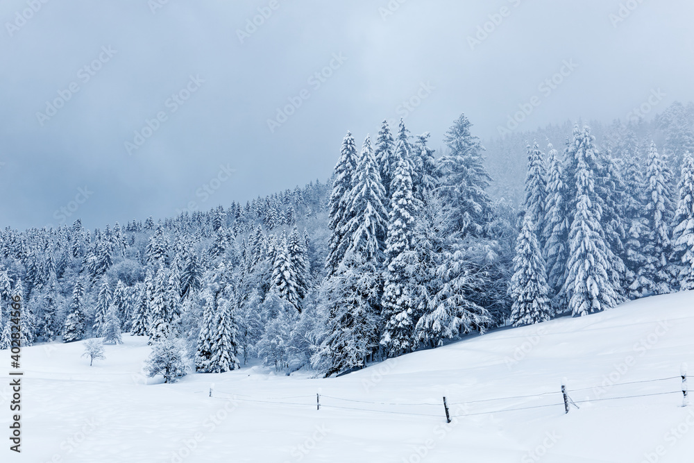 forêt des Vosges sous la neige forêt des Vosges sous la neige