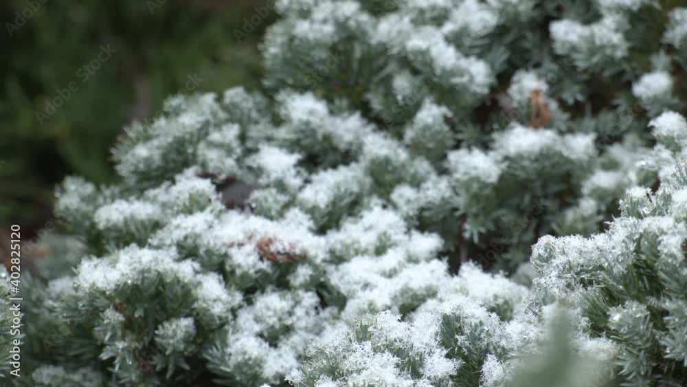 Green pine branch tree covered with snow.
Green pine branch tree covered with snow.