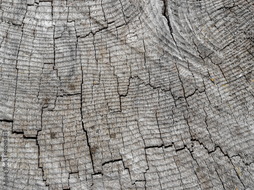 Texture of an old gray cross-cut of a tree.