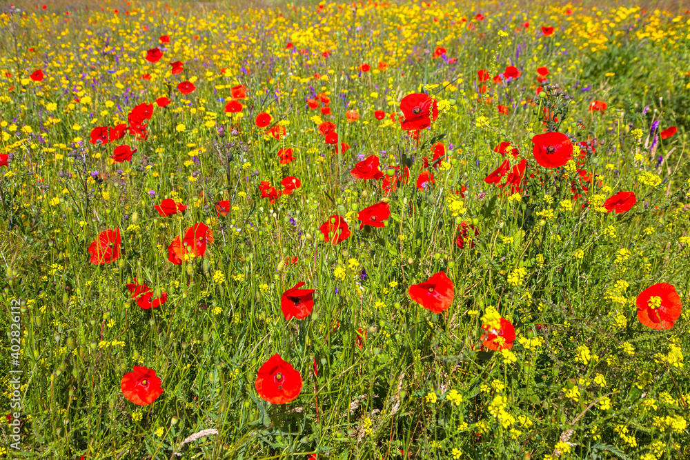 Lawn with poppies and other wild summer flowers.