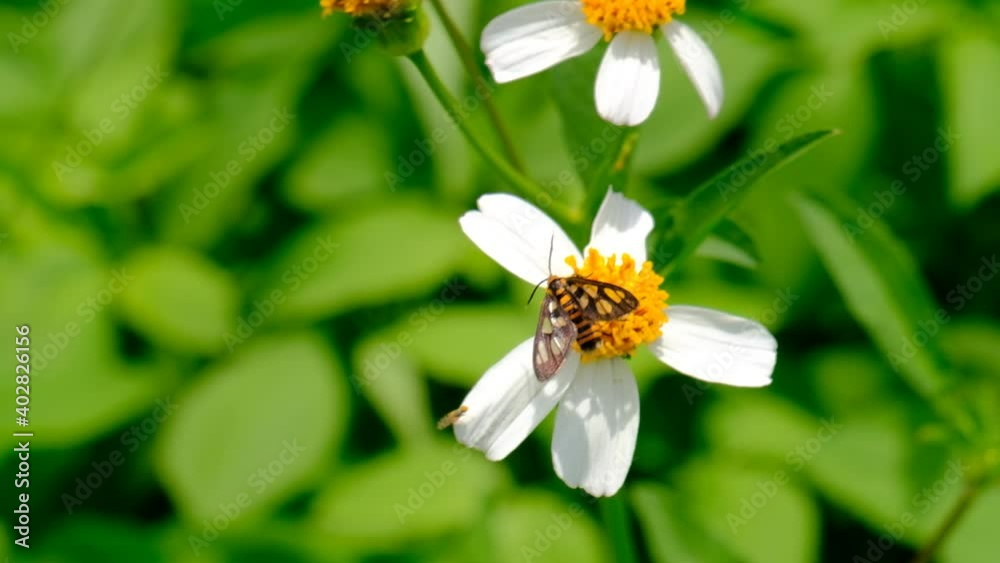 Close up of Amata huebneri (Hubners Wasp Moth) gathering pollen from Bidens pilosa flower (Beggar’s Tick) on bright sunny windy day. Shallow depth of field; soft blur background of leaves. Close up of Amata huebneri (Hubners Wasp Moth) gathering pollen from Bidens pilosa flower (Beggar’s Tick) on bright sunny windy day. Shallow depth of field; soft blur background of leaves.