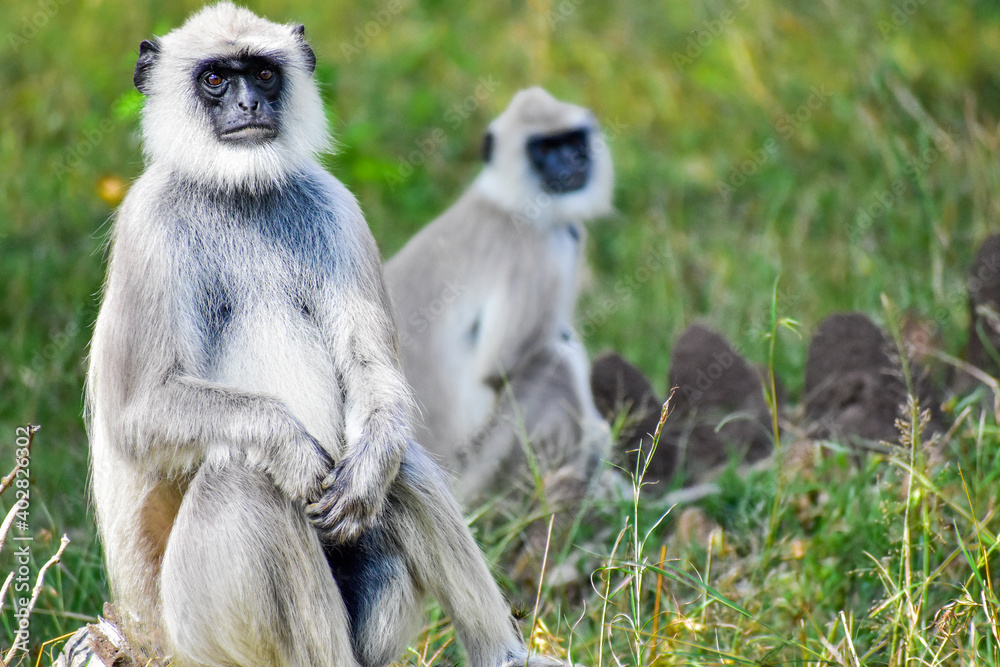 Obraz premium a long macaque