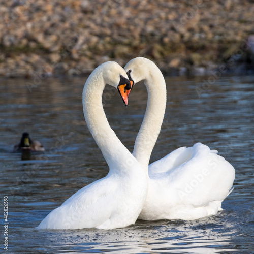 Courting swans heart symmetry