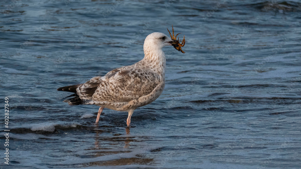 european herring gull - foraging, crawfish