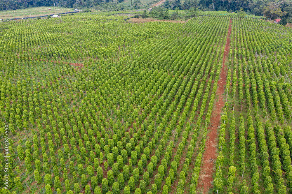 Coffee plantations with the trees ready to be harvested, in the highlands of western Cambodia