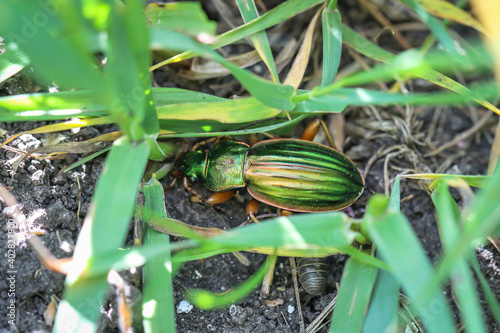 Ein Goldglänzender Laufkäfer versteckt im grünen Gras. © boedefeld1969