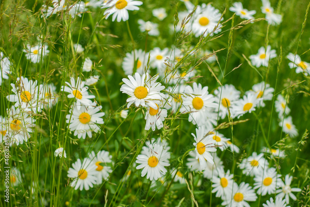 Fototapeta premium Chamomile field flowers border. Beautiful nature scene with blooming medical daisies in solar flares. Alternative Medicine Spring Daisy. Summer flowers. Lovely meadow. Summer background