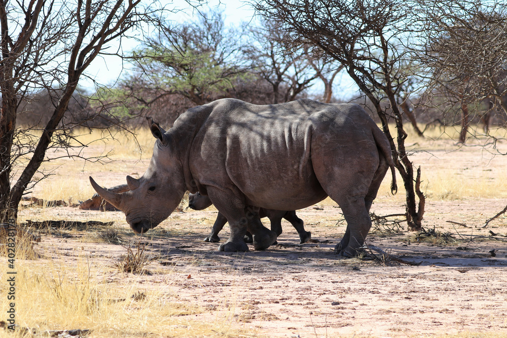 white rhinoceros (Ceratotherium simum) with baby - Namibia Africa white rhinoceros (Ceratotherium simum) with baby - Namibia Africa