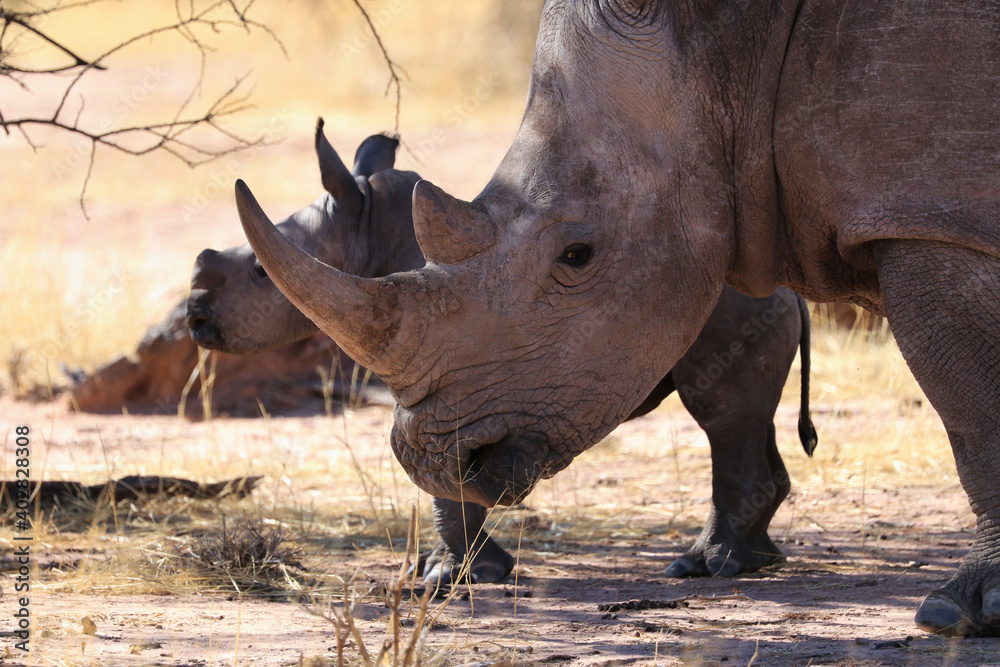 Fototapeta premium white rhinoceros (Ceratotherium simum) with baby - Namibia Africa