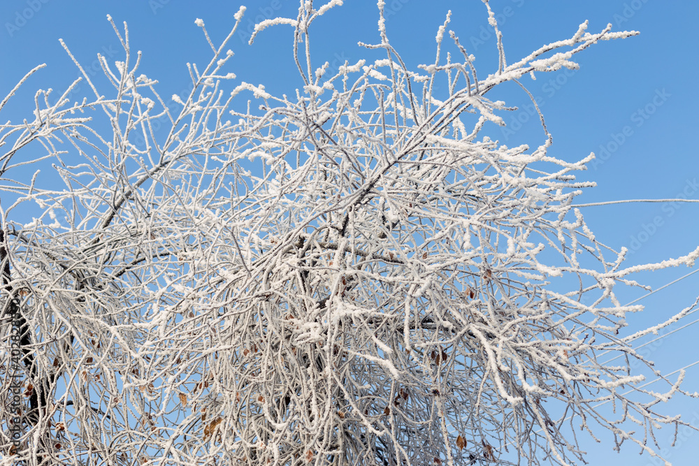 trees covered with frost in winter trees covered with frost in winter