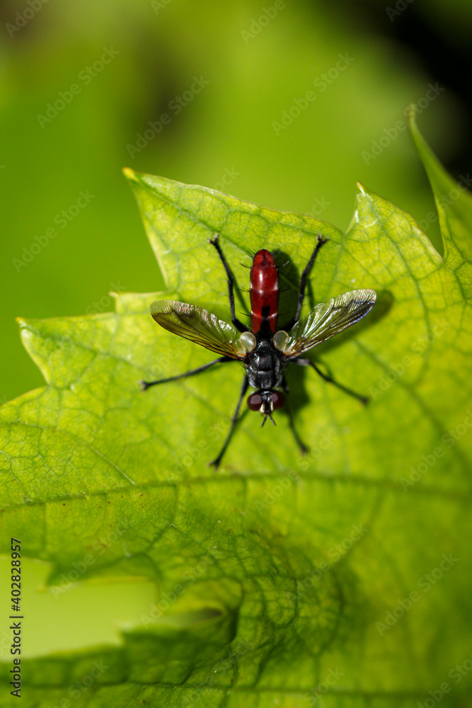 Ein Fliegenähnliches Insekt auf dem Blatt eines Strauches. Ein Fliegenähnliches Insekt auf dem Blatt eines Strauches.