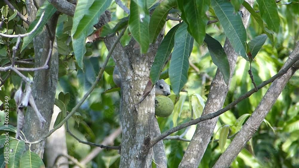 A brown squirrel eats a mango on the tree. A brown squirrel eats a mango on the tree.