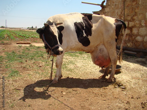 Edema after birth. physiological edema of pregnancy. cow udder. Edema but it may turn into mastitis, inflammation, infection. animal diseases. farm veterinarian. surgery vet. veterinary medicine