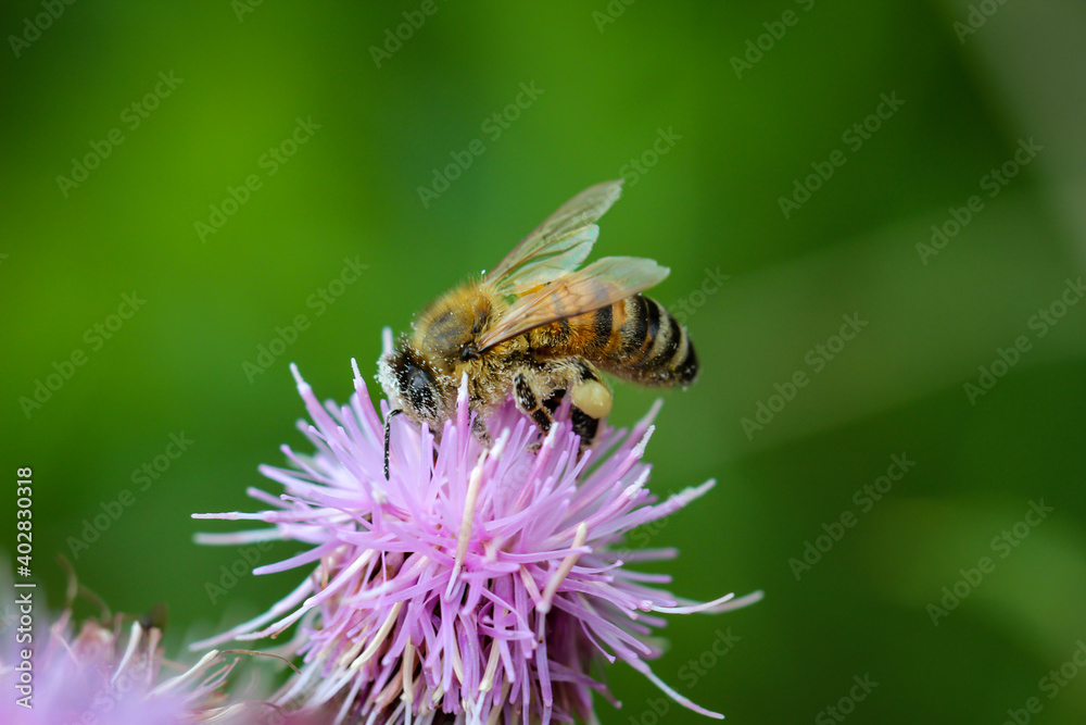 Eine Nahaufnahme einer Schwebfliege auf der Blüte einer Pflanze. Eine Nahaufnahme einer Schwebfliege auf der Blüte einer Pflanze.