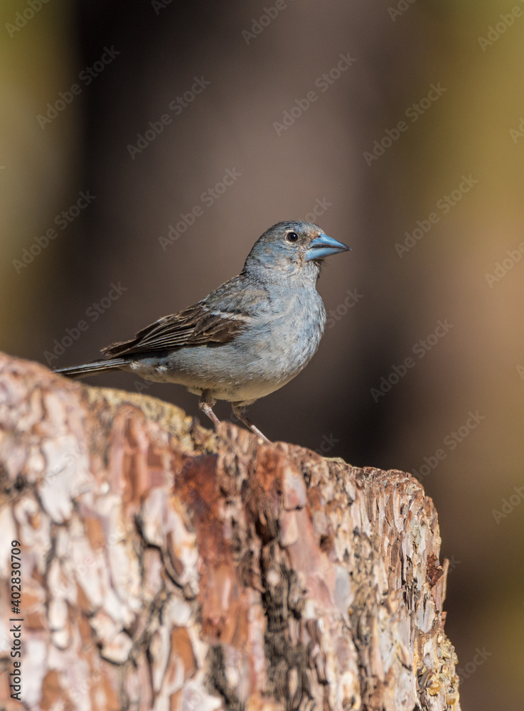 Obraz premium The Teide blue finch (Fringilla teydea) is an endemic bird of the Canary Islands.