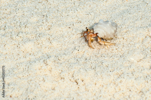Small crab in its shell on white sand