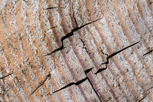 Wooden texture of rough tree with crackes photo