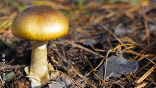 Mushroom with a golden cap in a pine forest